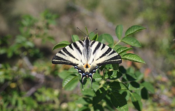 Schmetterling sitzt auf Blumenblüte.