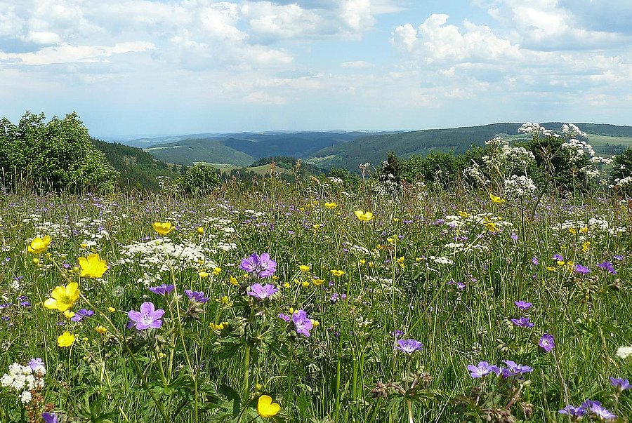 Artenreiche Bergwiese