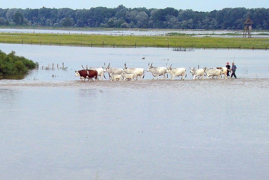 Eine Herde wird aus einer überfluteten Wieses getrieben