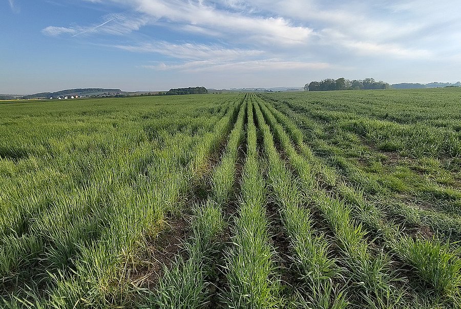 Blick auf Ackerfläche mit doppeltem Saatreihenabstand 