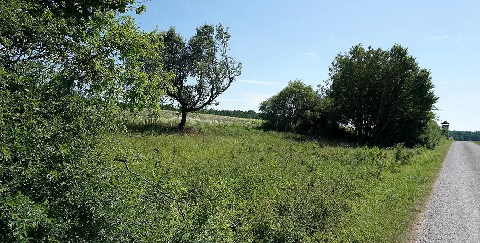 Feldhecke im Vogelschutzgebiet, abschnittsweise "auf Stock gesetzt"