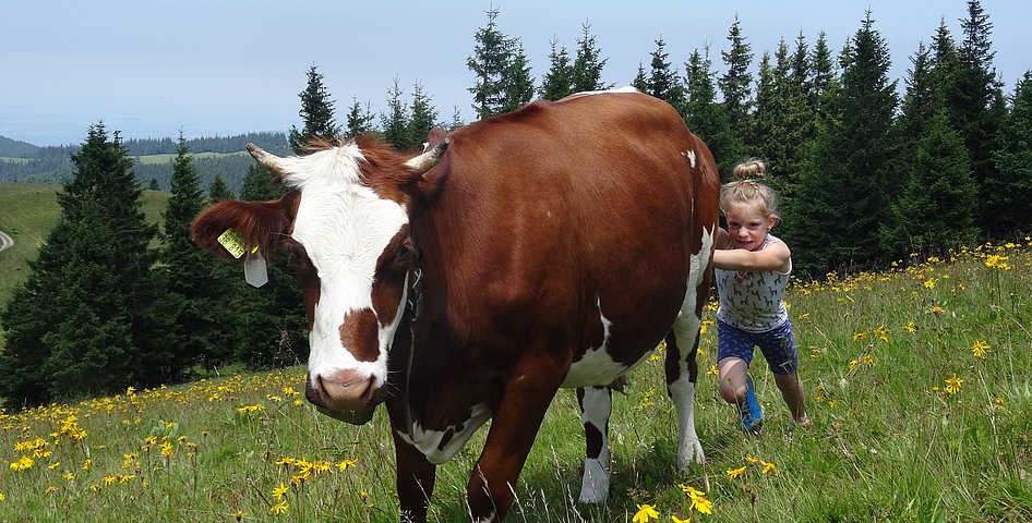 Ein Mädchen schiebt eine Kuh an. Im Hintergrund ist eine Mittelgebirgslandschaft zu sehen.