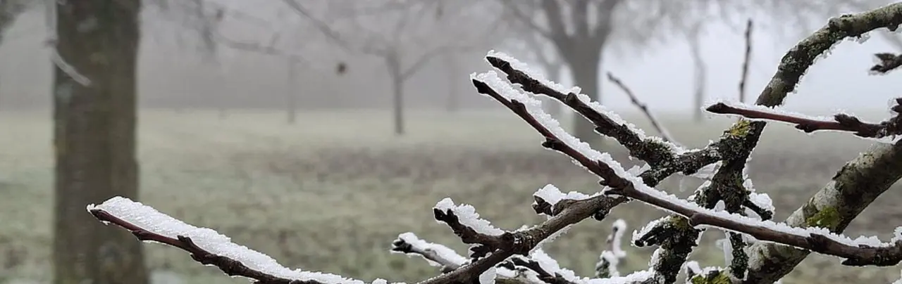 Schnee liegt auf einem Ast eines Baumes auf einer Streuobstwiese in Ostwürttemberg 