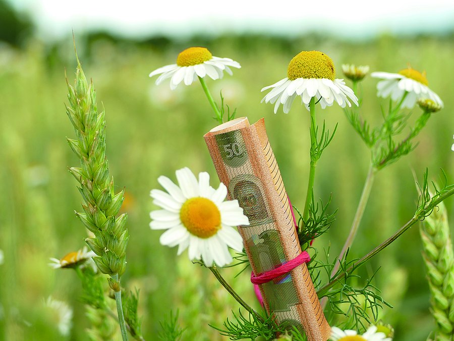 Ein eingerollter 50-Euro Schein ist an einer Blume befestigt