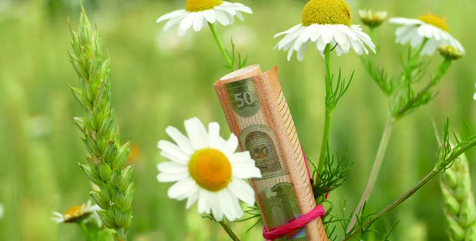 DVL-Gemeinwohlprämie ©Helge Neumann, DVL Ein eingerollter 50-Euro Schein ist an einer Blume befestigt
