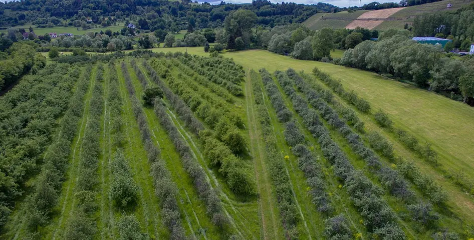 Agroforstsystem ©Bannmühle, Holger Pfeffer Baumreihen aus der Vogelperspektive