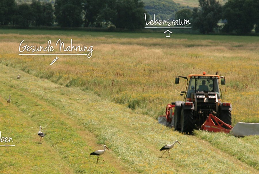 Landwirt mäht mit seinem Traktor einen Teilbereich einer hohen Grünfläche