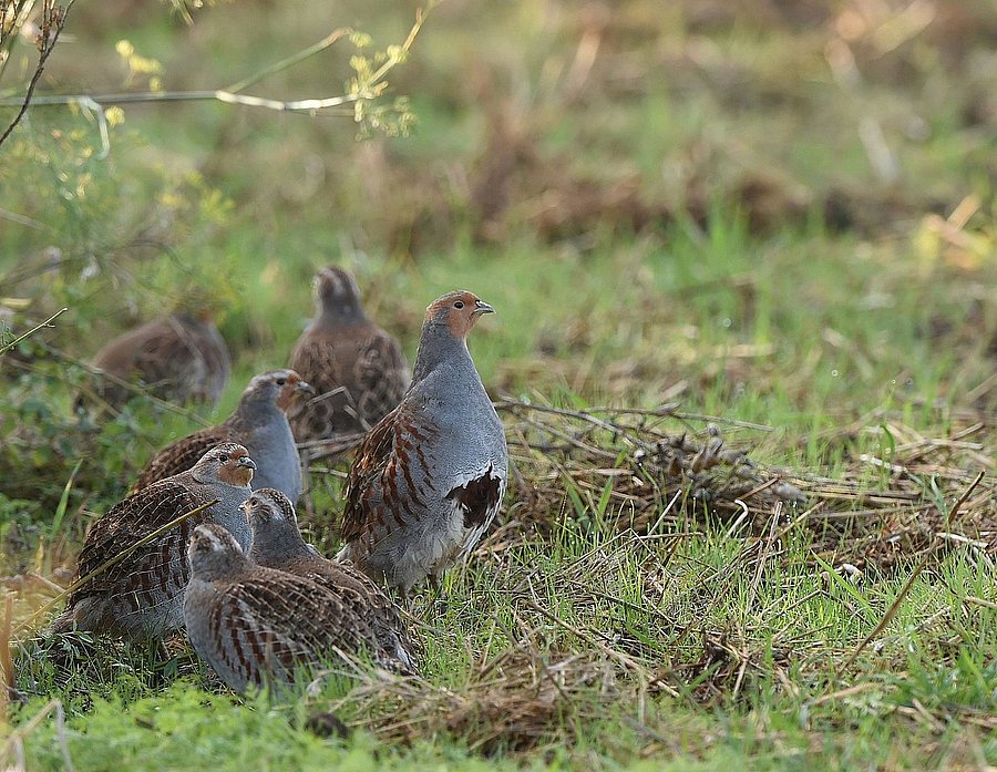 Rebhühner auf einem Feld