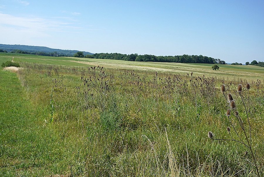 Bild einer Brache