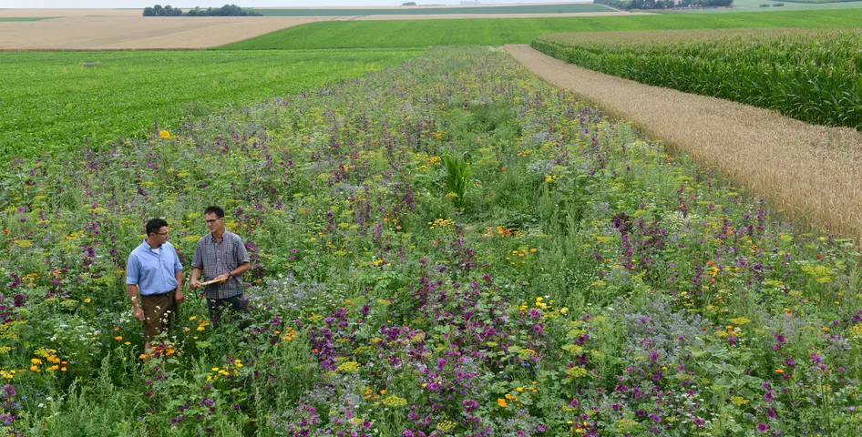 Bei der Beratung: Ein Landwirt schaut sich mit einem Mitarbeiter des LPV Stadt Würzburg einen Blühstreifen an ©Peter Roggenthin Ein Landwirt und ein Berater stehen in einem Blühstreifen und unterhalten sich
