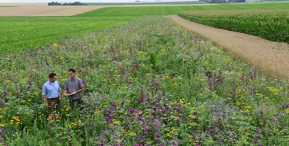 Ein Landwirt und ein Berater stehen in einem Blühstreifen und unterhalten sich