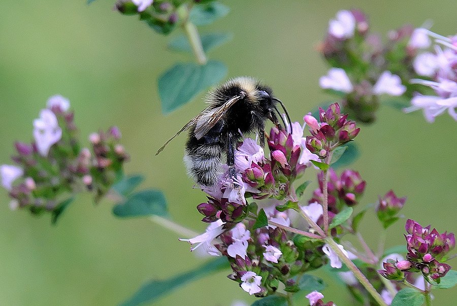 Eine Hummel sitzt auf einer Oreganoblüte