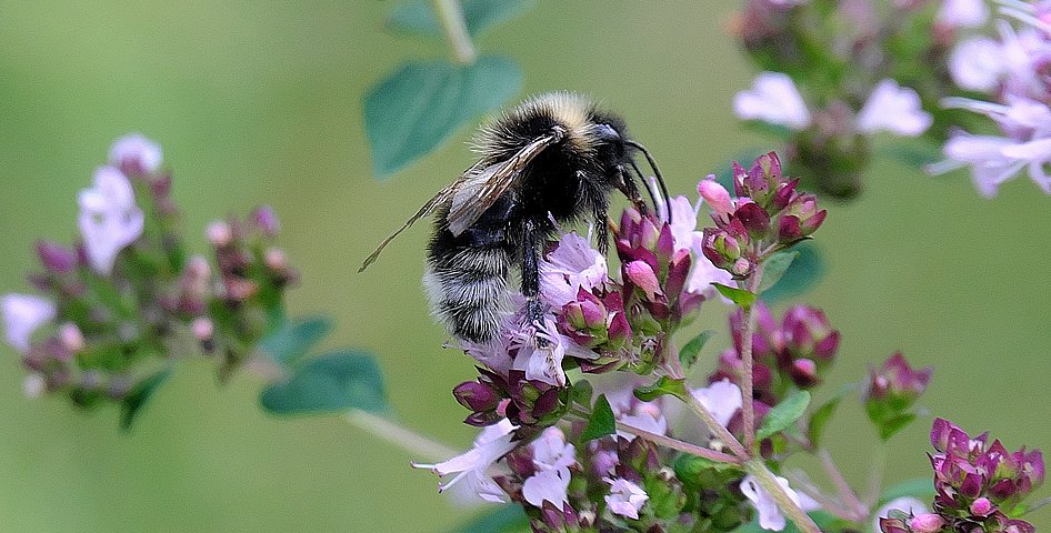 Eine Hummel sitzt auf einer Oreganoblüte