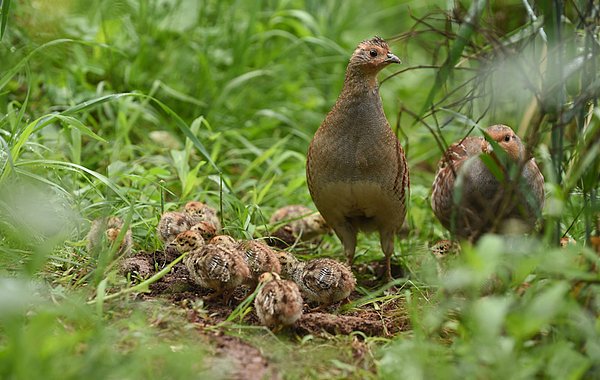 Rebhuhn retten - Vielfalt fördern ©C. Gelpke Rebhuhnfamilie