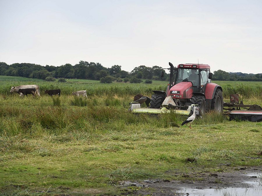 Traktor mäht eine Wiese. Im Hintergrund sind Kühe.