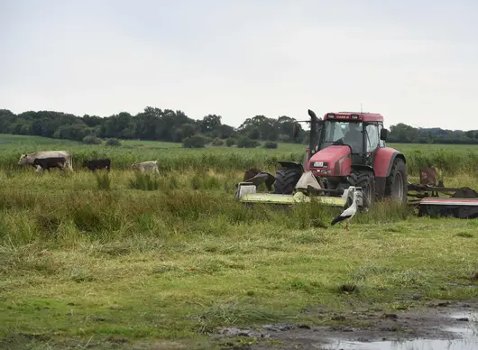 Traktor mäht eine Wiese. Im Hintergrund sind Kühe.