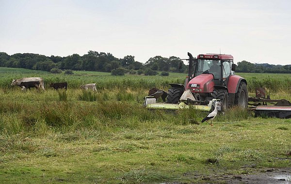 Traktor mäht eine Wiese. Im Hintergrund sind Kühe.