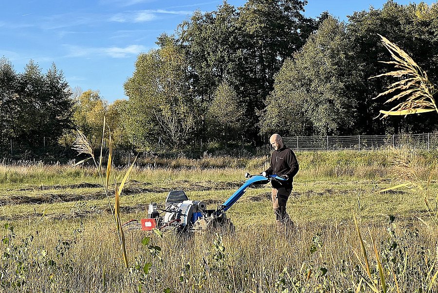 Ein Landschaftspfleger schneidet mit handgeführtem Mähgerät hohes Gras auf einer Wiese zurück.