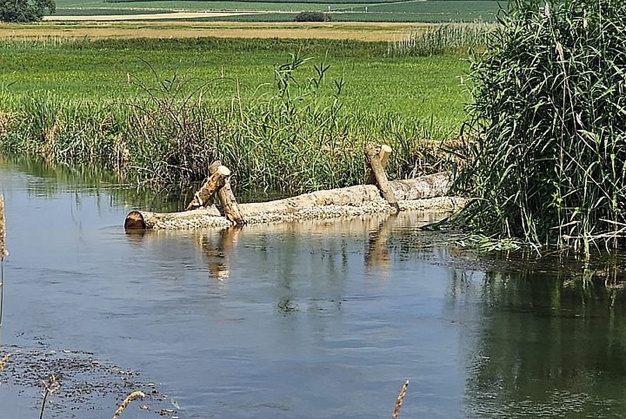 biotope network with new dynamics ©LPV Regensburg timber structures change the flow dynamics and enhance biodiversity in the Grosse Laber near Schierling, district of Regensburg