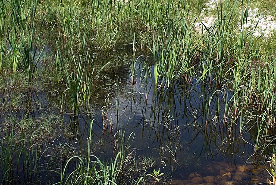©A. Schuller/DVL Flache Wasserstelle mit Schilf und Gräsern, umgeben von Kiesflächen und dichter Ufervegetation