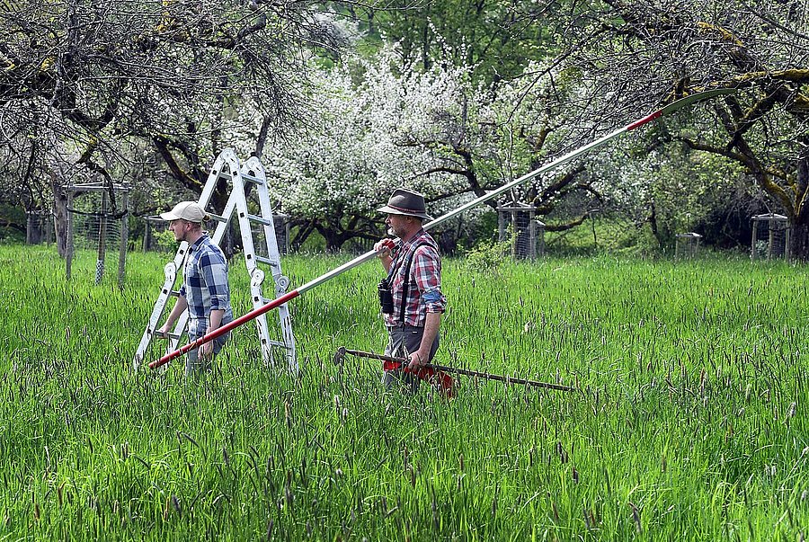 Zwei Männer mit Werkzeug zwischen blühenden Bäumen