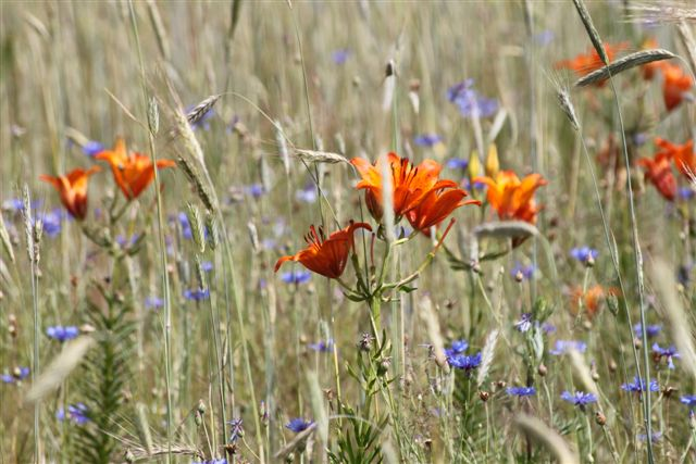 Kornfeld mit Ackerwildkräutern