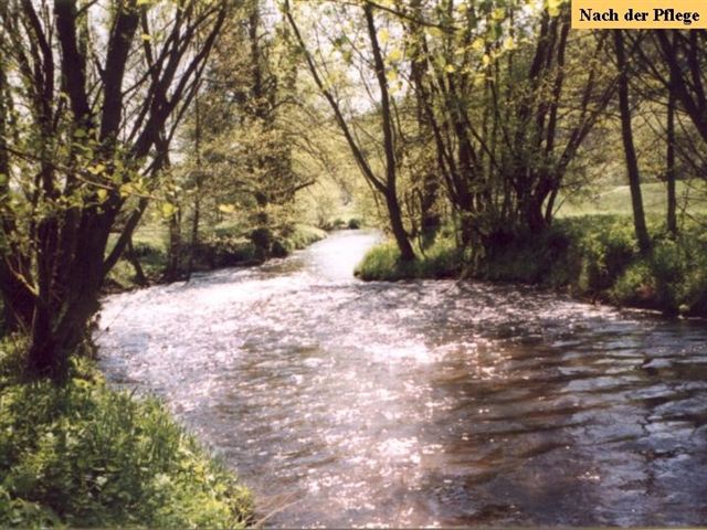 Ein Fluss schlängelt sich durch einen Wald