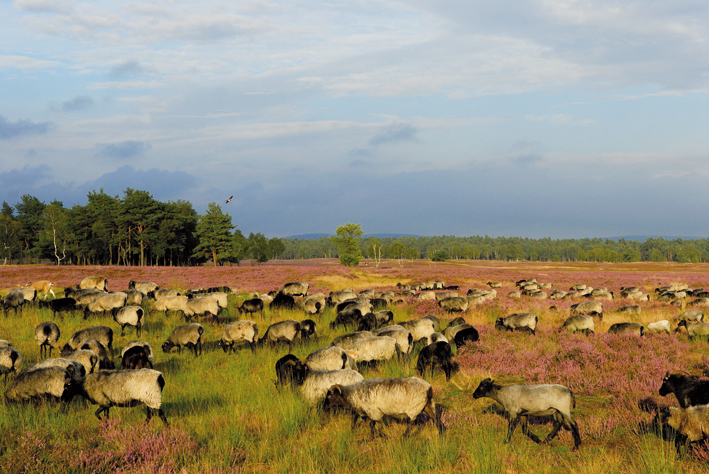 Schafe weiden auf einer Heidefläche